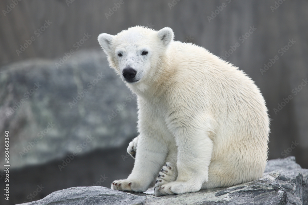Eisbär / Polar bear / Ursus maritimus Eisbär / Polar bear / Ursus maritimus