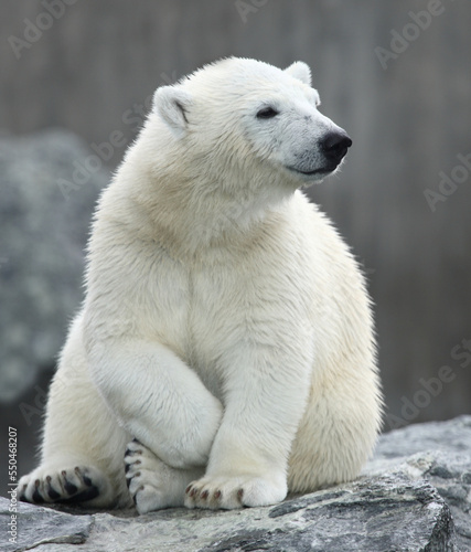Eisbär / Polar bear / Ursus maritimus photo