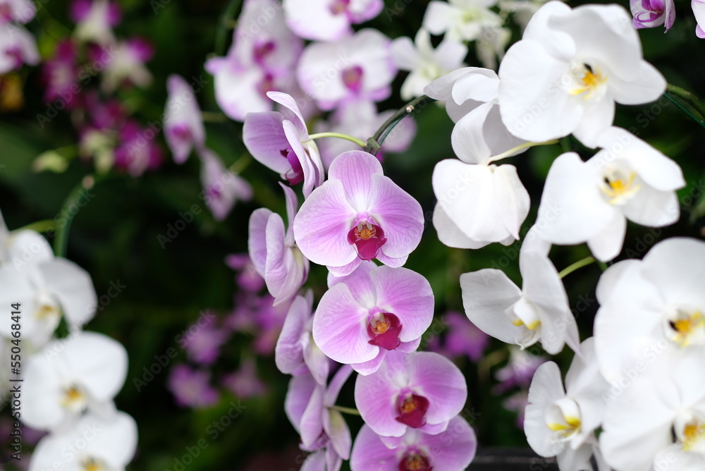 Obraz premium orchid flower, beautiful flower nature background