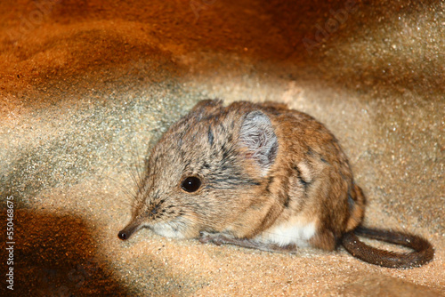 Kurzohrrüsselspringer / Round-eared elephant shrew / Macroscelides proboscideus photo