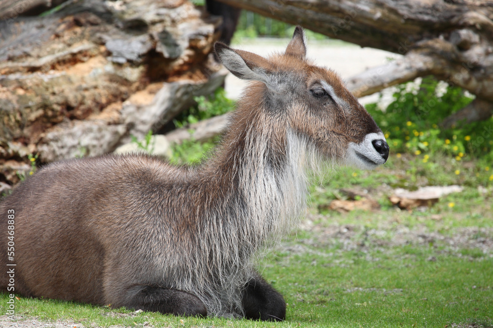 Defassa-Wasserbock / Defassa waterbuck / Kobus defassa - Kobus ellipsiprymnus defassa Defassa-Wasserbock / Defassa waterbuck / Kobus defassa - Kobus ellipsiprymnus defassa
