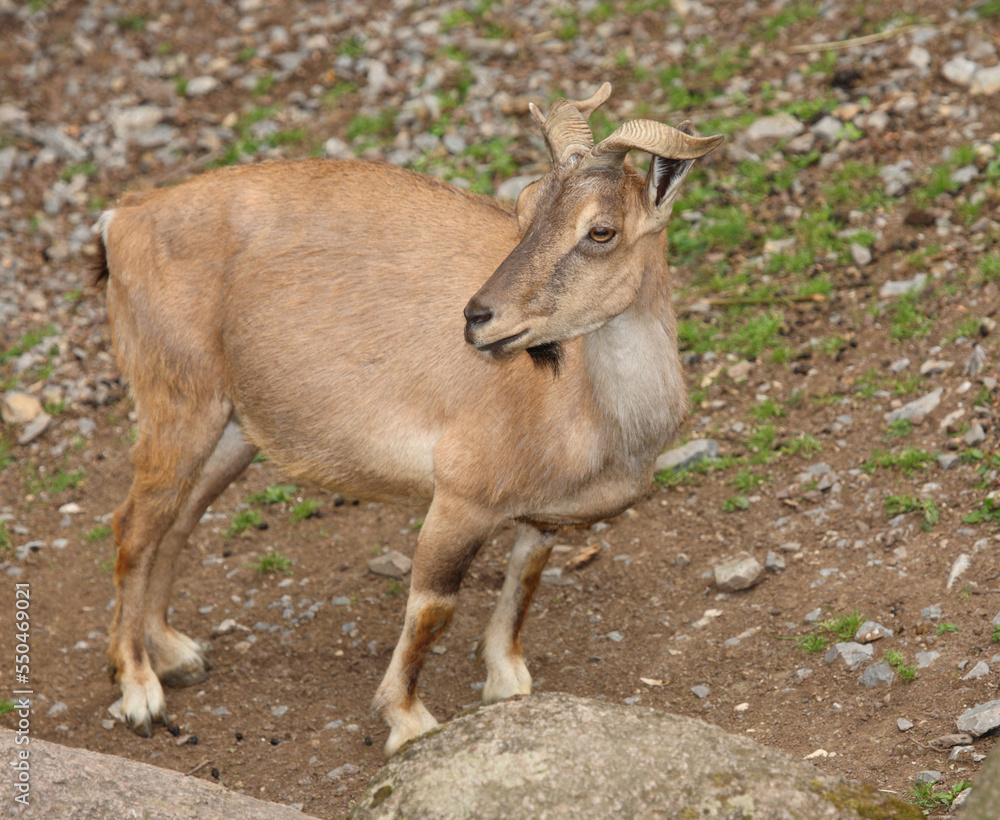 Schraubenziege / Markhor / Capra falconeri Schraubenziege / Markhor / Capra falconeri