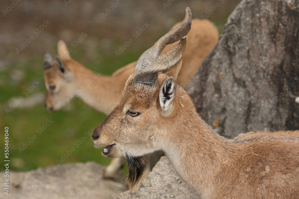Schraubenziege / Markhor / Capra falconeri Schraubenziege / Markhor / Capra falconeri
