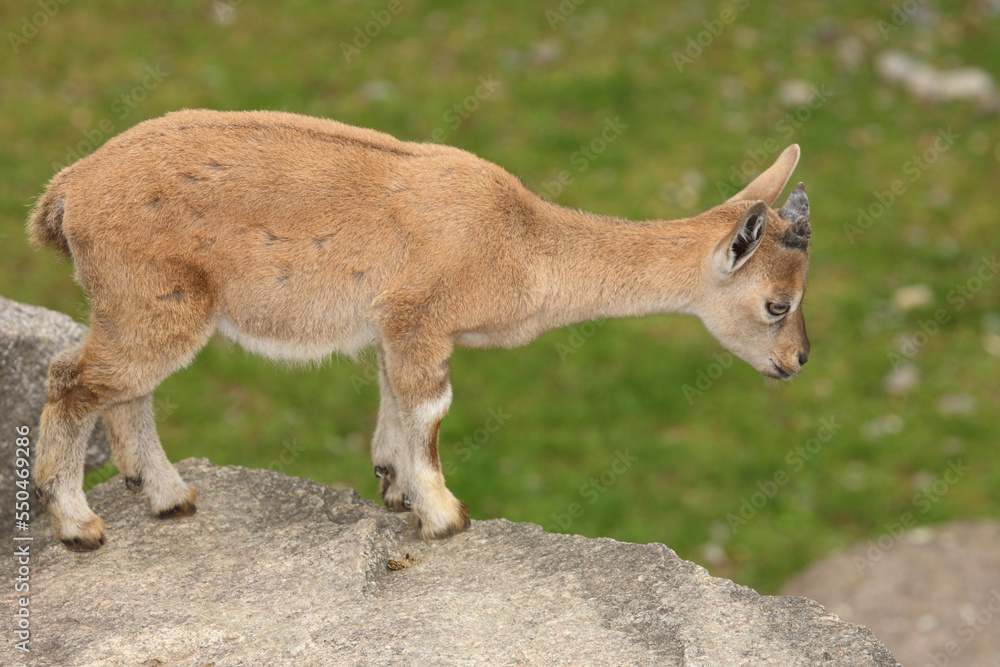 Fototapeta premium Schraubenziege / Markhor / Capra falconeri.