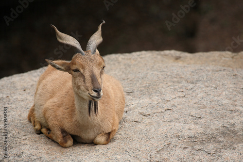 Schraubenziege / Markhor / Capra falconeri. photo