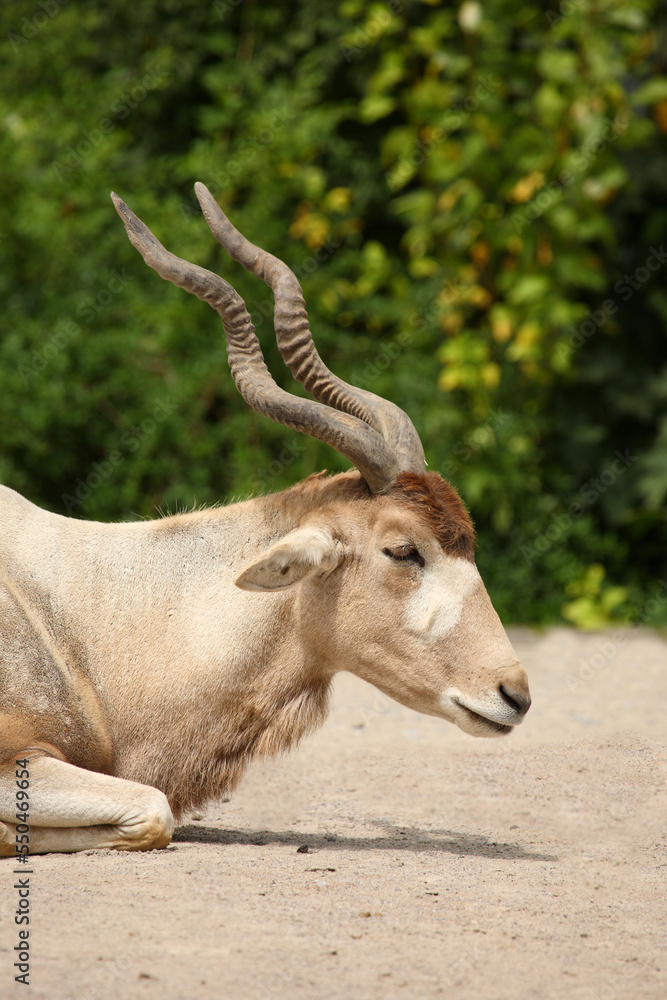 Mendesantilope / Addax / Addax nasomaculatus Mendesantilope / Addax / Addax nasomaculatus
