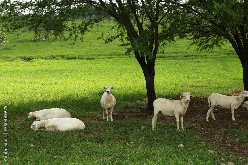 Beautiful white sheep on green grass in safari park Beautiful white sheep on green grass in safari park