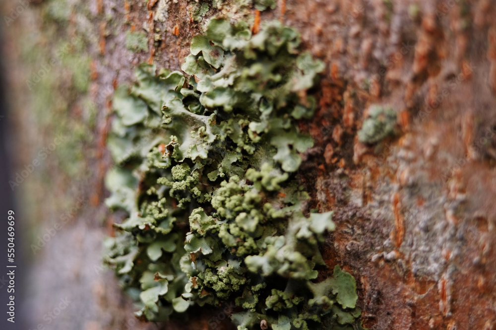 Leafier lichen forms are often indicators of good air quality.