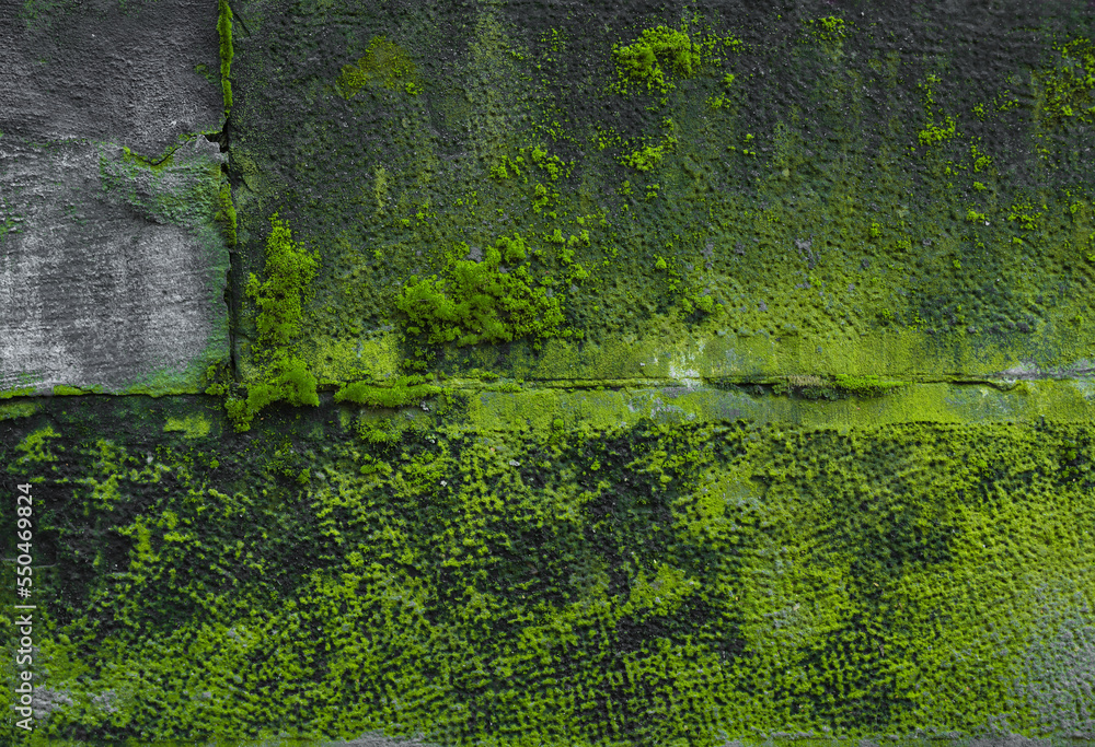 View of textured wall with green moss outdoors, closeup