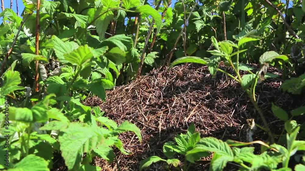 Colony of large black ants in an anthill in the field
