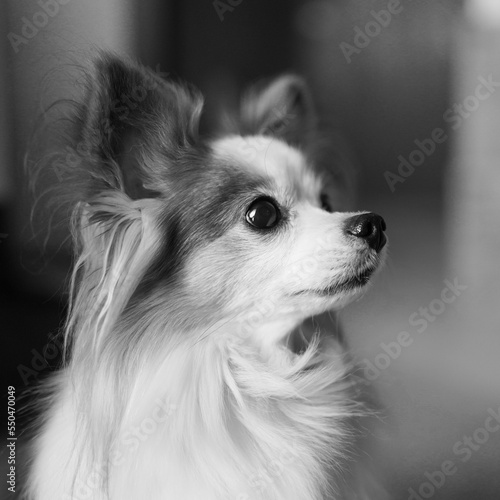 Papillon dog profile Black and white Square