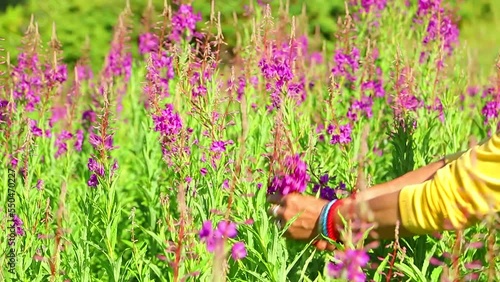 Woman picking mountain tea. Medicinal herbs and teas on the mountain. Willow herb (Ivan-tea), Chamaenerion angustifolium, Epilobium spicatum. Serbian - Kiprovina, Vrbica, Vrbovica photo