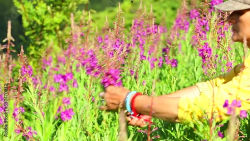 Woman picking mountain tea. Medicinal herbs and teas on the mountain. Willow herb (Ivan-tea), Chamaenerion angustifolium, Epilobium spicatum. Serbian - Kiprovina, Vrbica, Vrbovica photo