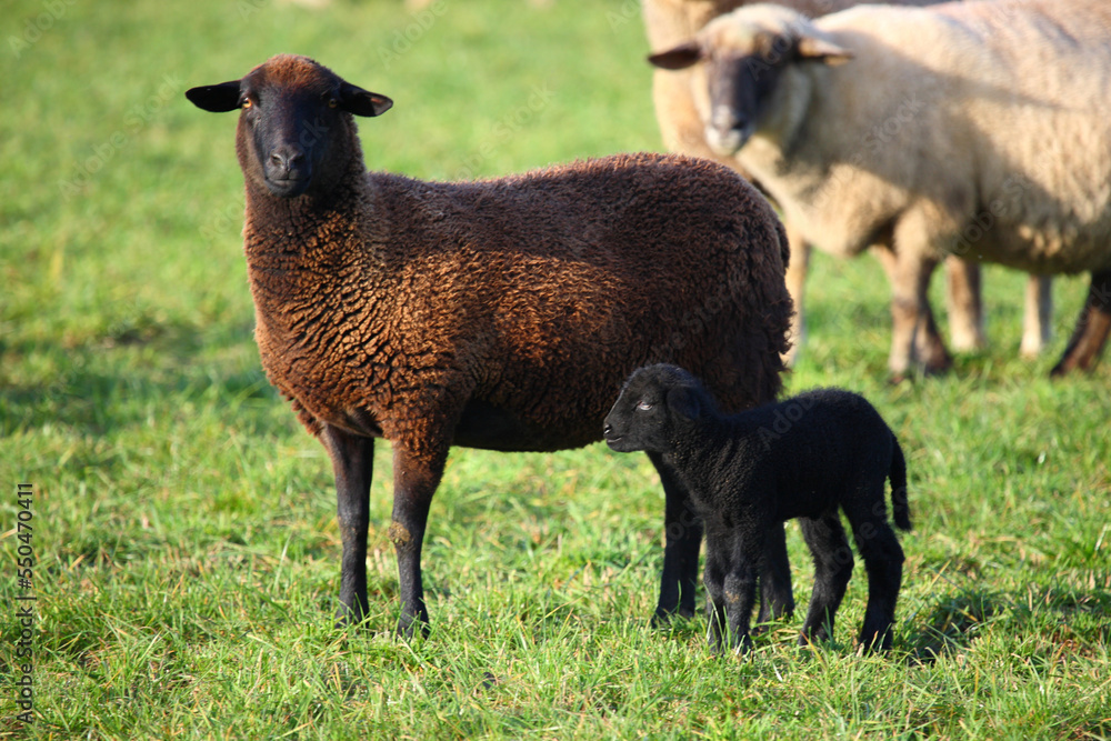 Schaf / Sheep / Ovis. Schaf / Sheep / Ovis.