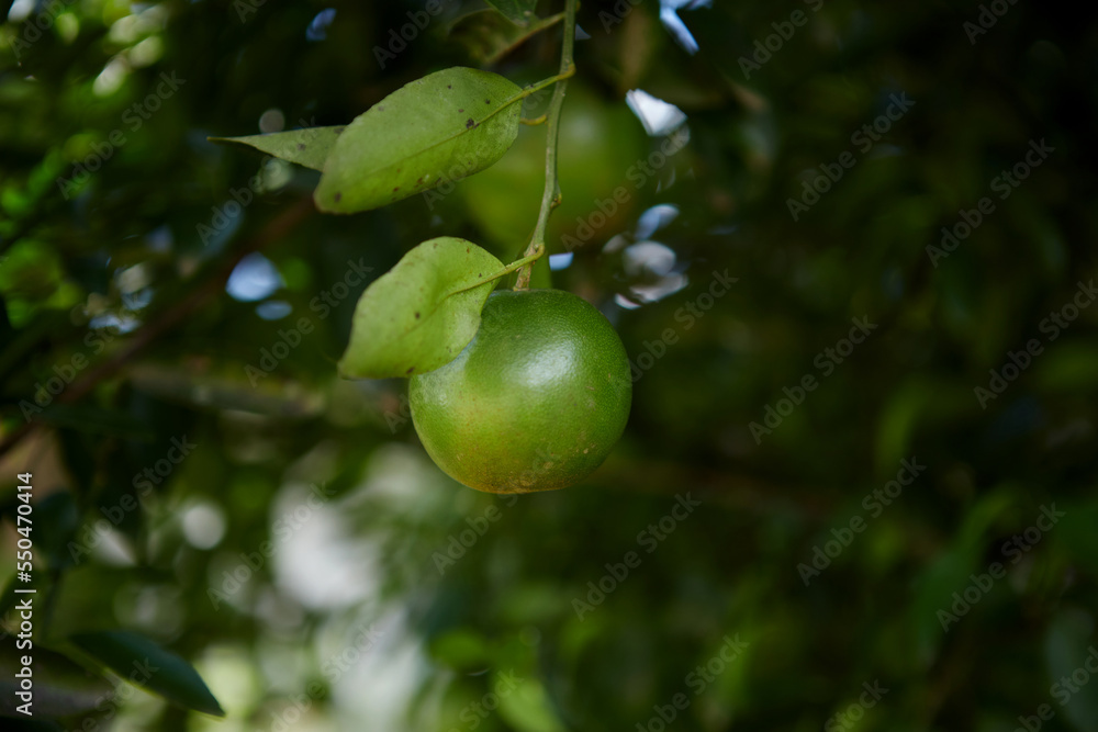 Fresh green tangerine fruit in the orchard Fresh green tangerine fruit in the orchard