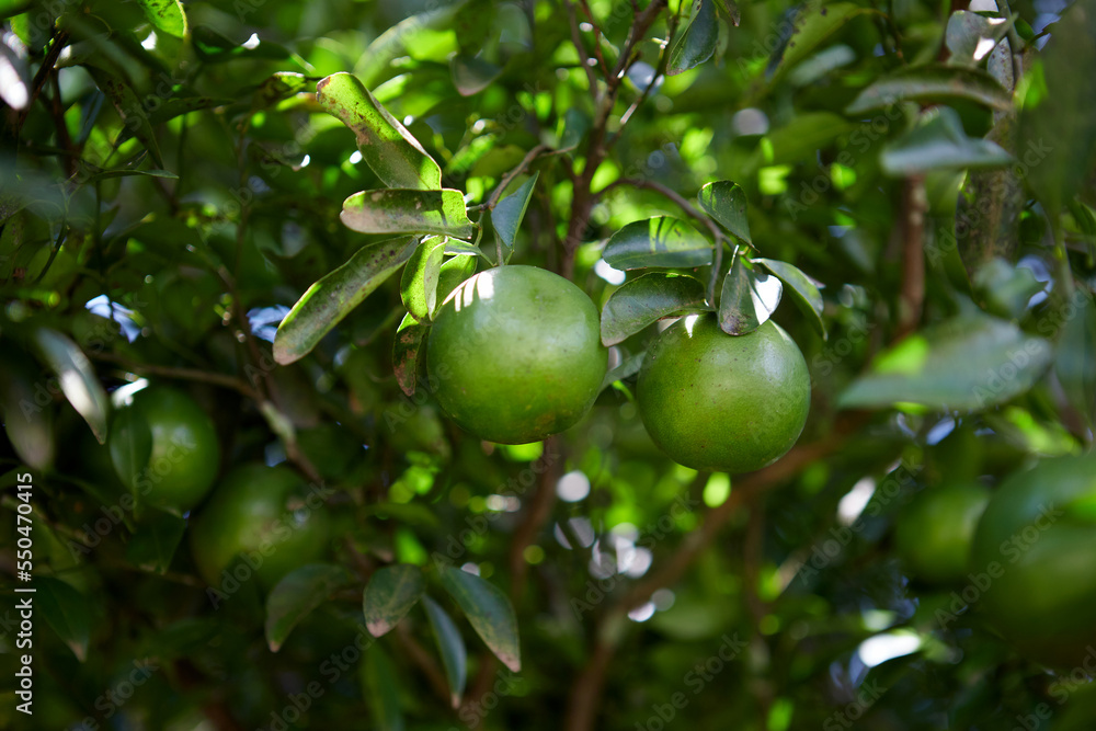 Fresh green tangerine fruit in the orchard Fresh green tangerine fruit in the orchard