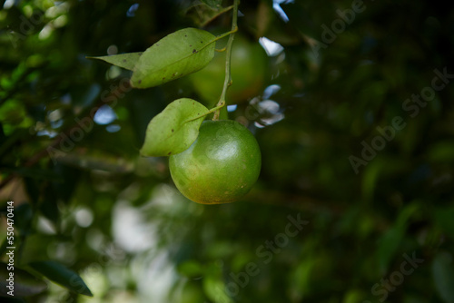 Fresh green tangerine fruit in the orchard