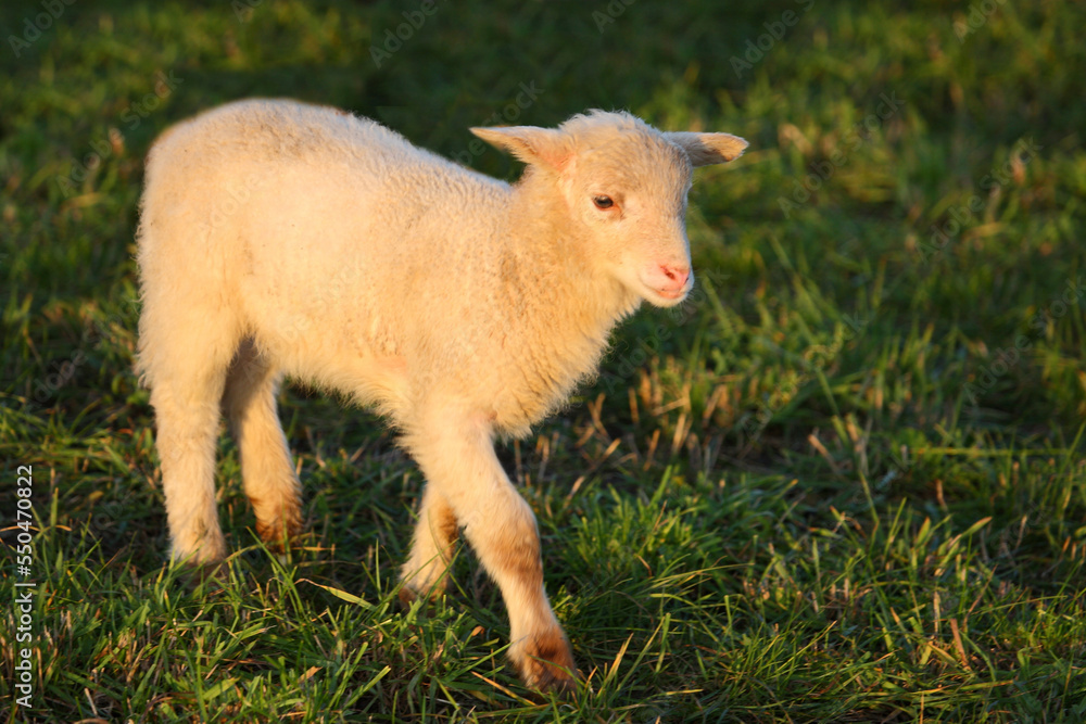 Fototapeta premium Schaf / Sheep / Ovis.