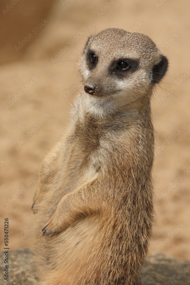 Fototapeta premium Erdmännchen / Suricate or Meerkat / Suricata suricatta