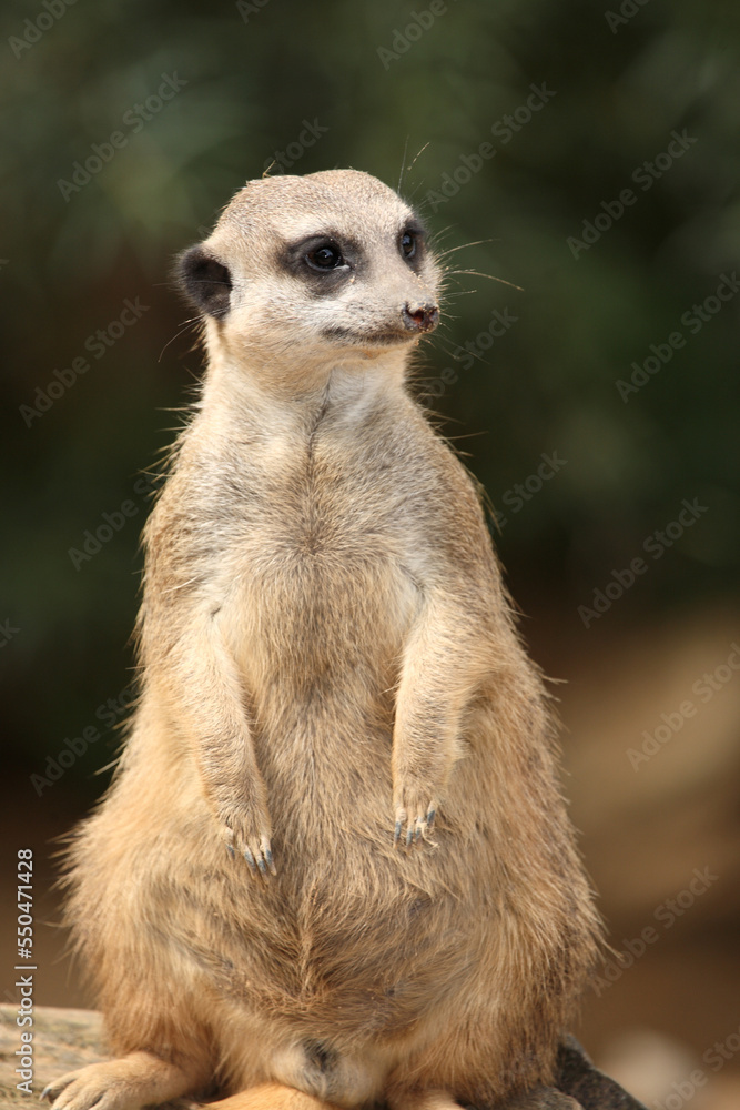 Erdmännchen / Suricate or Meerkat / Suricata suricatta Erdmännchen / Suricate or Meerkat / Suricata suricatta
