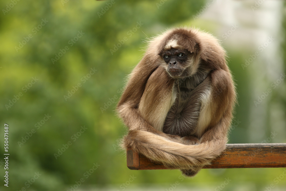 Goldstirnklammeraffe / White-bellied spider monkey / Ateles belzebuth Goldstirnklammeraffe / White-bellied spider monkey / Ateles belzebuth