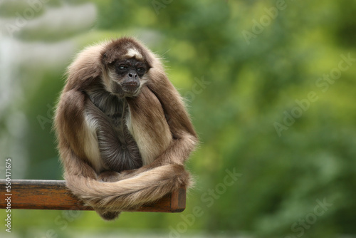Goldstirnklammeraffe / White-bellied spider monkey / Ateles belzebuth © Ludwig