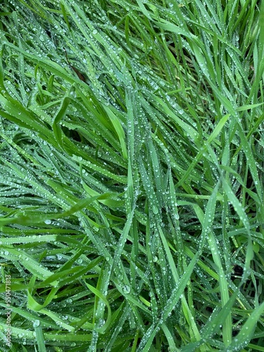 Tapety artystyczne green grass background rain