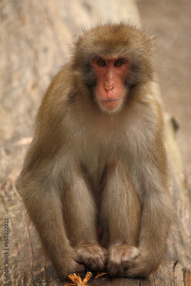 Rotgesichtsmakake oder Japanmakak / Japanese macaque or Snow monkey / Macaca fuscata Rotgesichtsmakake oder Japanmakak / Japanese macaque or Snow monkey / Macaca fuscata