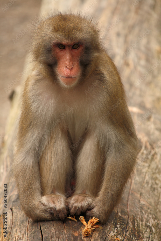 Rotgesichtsmakake oder Japanmakak / Japanese macaque or Snow monkey / Macaca fuscata Rotgesichtsmakake oder Japanmakak / Japanese macaque or Snow monkey / Macaca fuscata