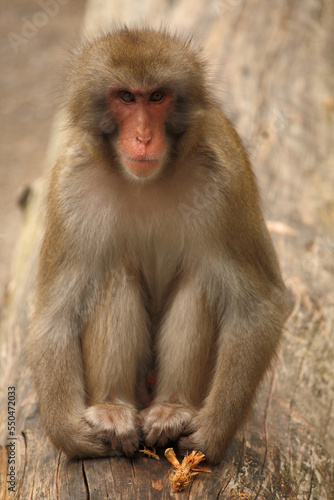 Rotgesichtsmakake oder Japanmakak   Japanese macaque or Snow monkey   Macaca fuscata