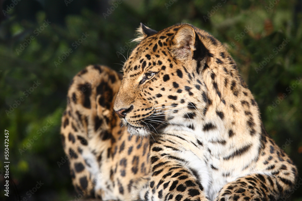 Amurleopard / Amur leopard / Panthera pardus orientalis Amurleopard / Amur leopard / Panthera pardus orientalis