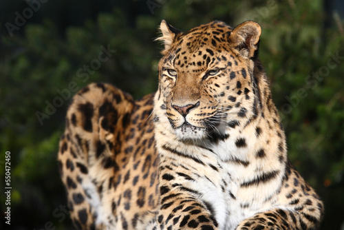 Amurleopard   Amur leopard   Panthera pardus orientalis