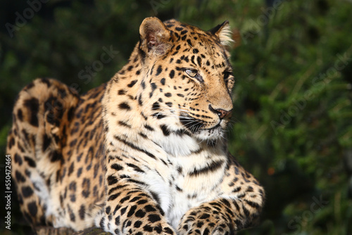 Fototapeta Naklejka Na Ścianę i Meble -  Amurleopard / Amur leopard / Panthera pardus orientalis