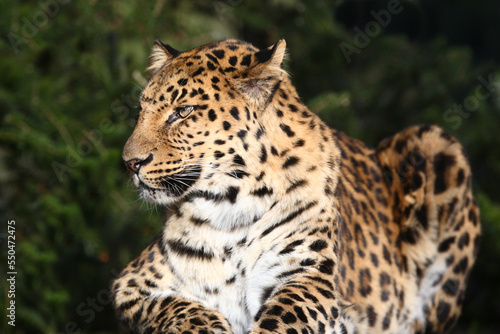 Amurleopard   Amur leopard   Panthera pardus orientalis