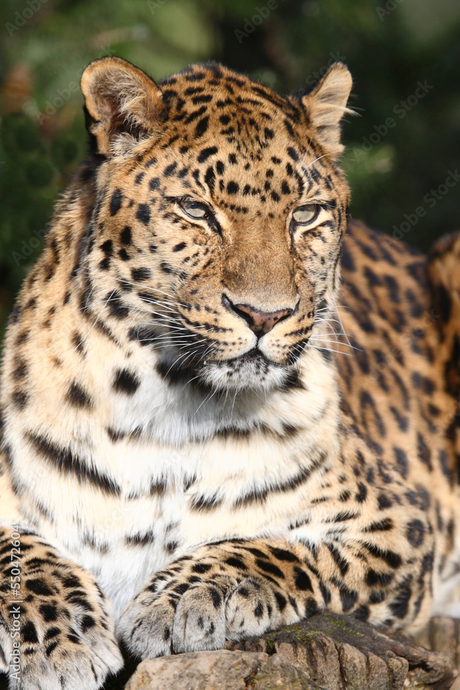 Amurleopard / Amur leopard / Panthera pardus orientalis Amurleopard / Amur leopard / Panthera pardus orientalis
