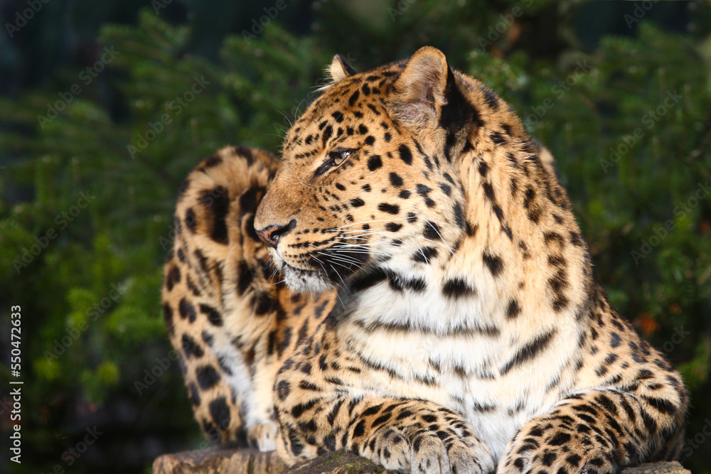 Amurleopard / Amur leopard / Panthera pardus orientalis Amurleopard / Amur leopard / Panthera pardus orientalis