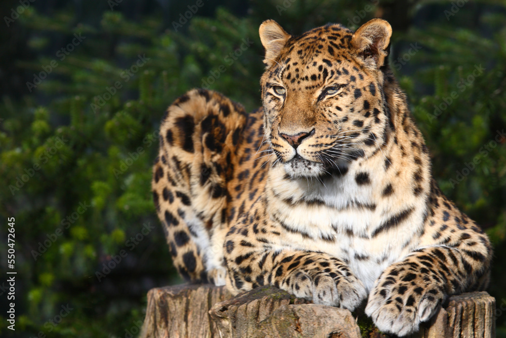 Amurleopard / Amur leopard / Panthera pardus orientalis Amurleopard / Amur leopard / Panthera pardus orientalis