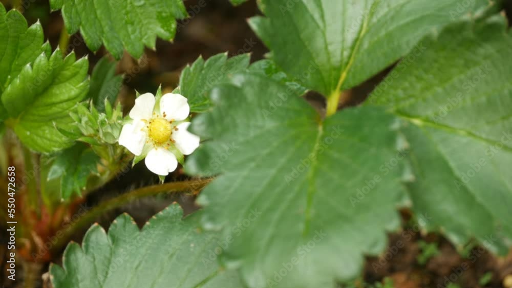 Wild strawberry blossoming - macro shot of a flower Wild strawberry blossoming - macro shot of a flower