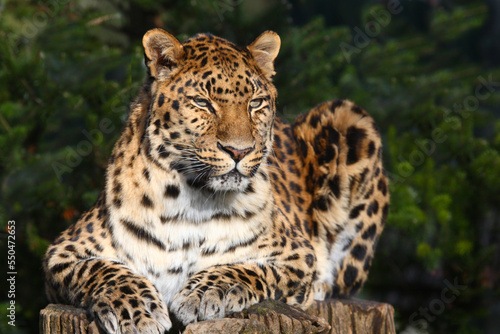 Amurleopard / Amur leopard / Panthera pardus orientalis photo
