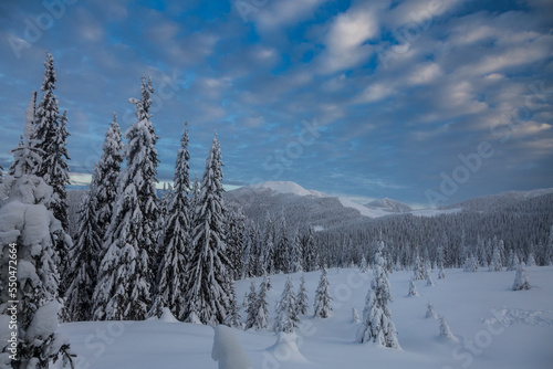 Massifs of spruce forest are covered with white snow in the winter mountains. Snowy weather.