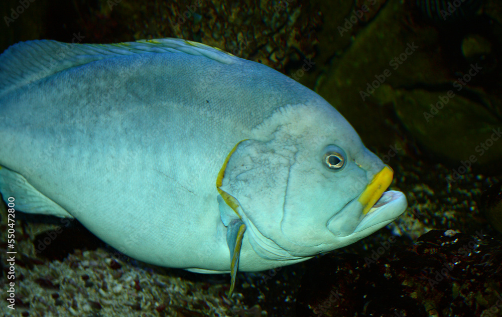Blaugelber Zackenbarsch / Blue and yellow grouper / Epinephelus flavecaeruleus Blaugelber Zackenbarsch / Blue and yellow grouper / Epinephelus flavecaeruleus