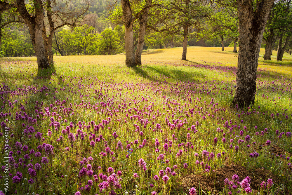 Oak trees and wildflower field in soft afternoon sunlight, Central Valley, California. Oak trees and wildflower field in soft afternoon sunlight, Central Valley, California.