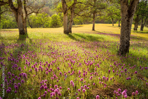 Oak trees and wildflower field in soft afternoon sunlight, Central Valley, California.