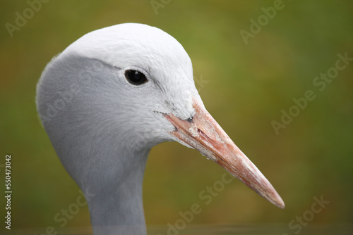 Paradieskranich / Blue crane / Anthropoides paradisea - Grus paradisea photo