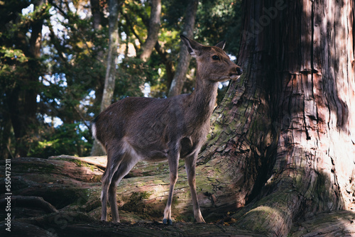 white deer