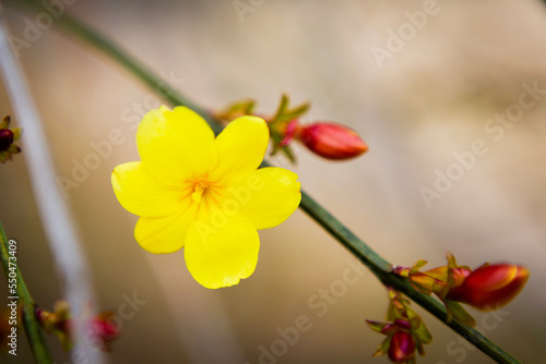 黄梅の花のクローズアップ	