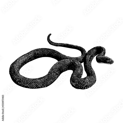 Eastern Rat snake hand drawing vector illustration isolated on background.