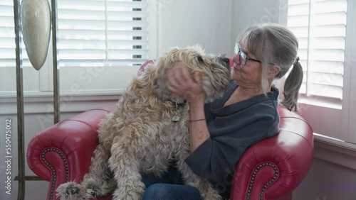 Happy senior woman petting and playing with her dog at home. Smiling older white lady and her Wheaton Terrier sharing a chair in the living room. Slow motion 4k