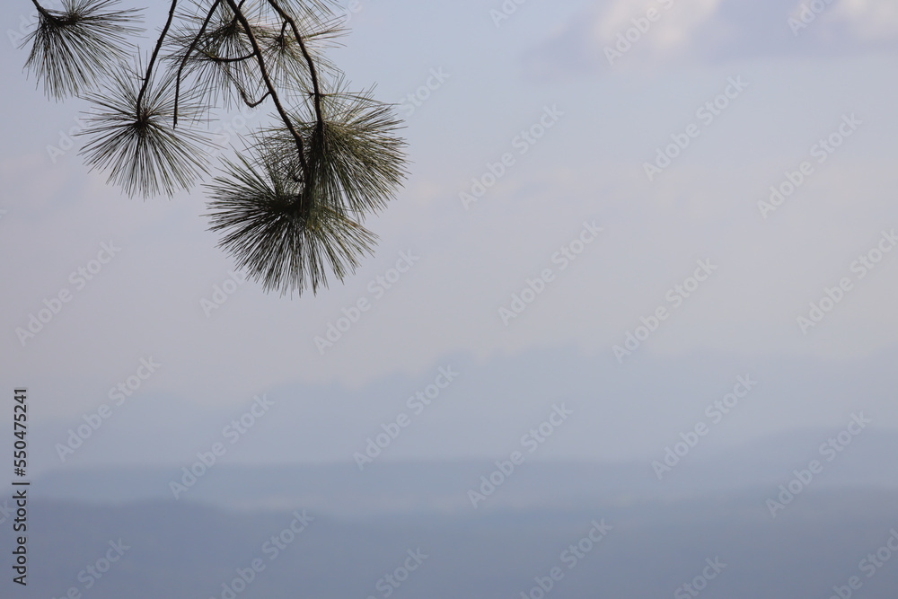 Pine branches and mountain background.