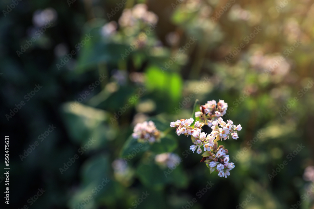 Fototapeta premium Closeup view of beautiful blossoming buckwheat flowers